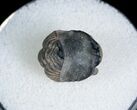Bargain Phacopid Trilobite From Morocco #7004-1